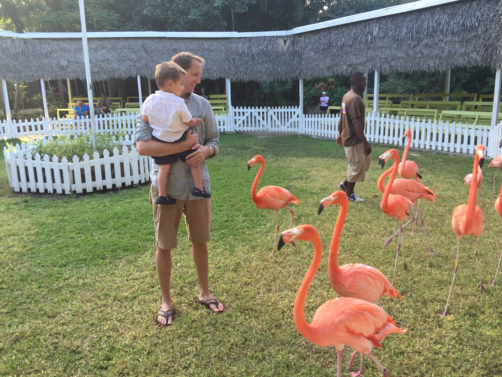 Read more about the article Thanksgiving Day with Flamingos & Pirates in The Bahamas