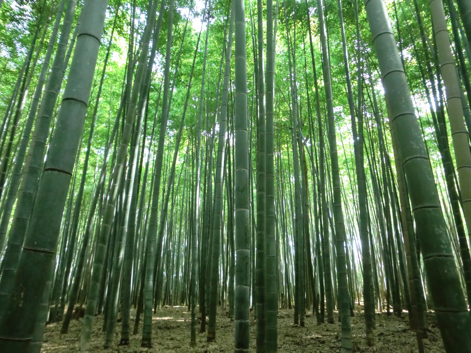 Read more about the article Arashiyama Bamboo Grove in Kyoto, Japan