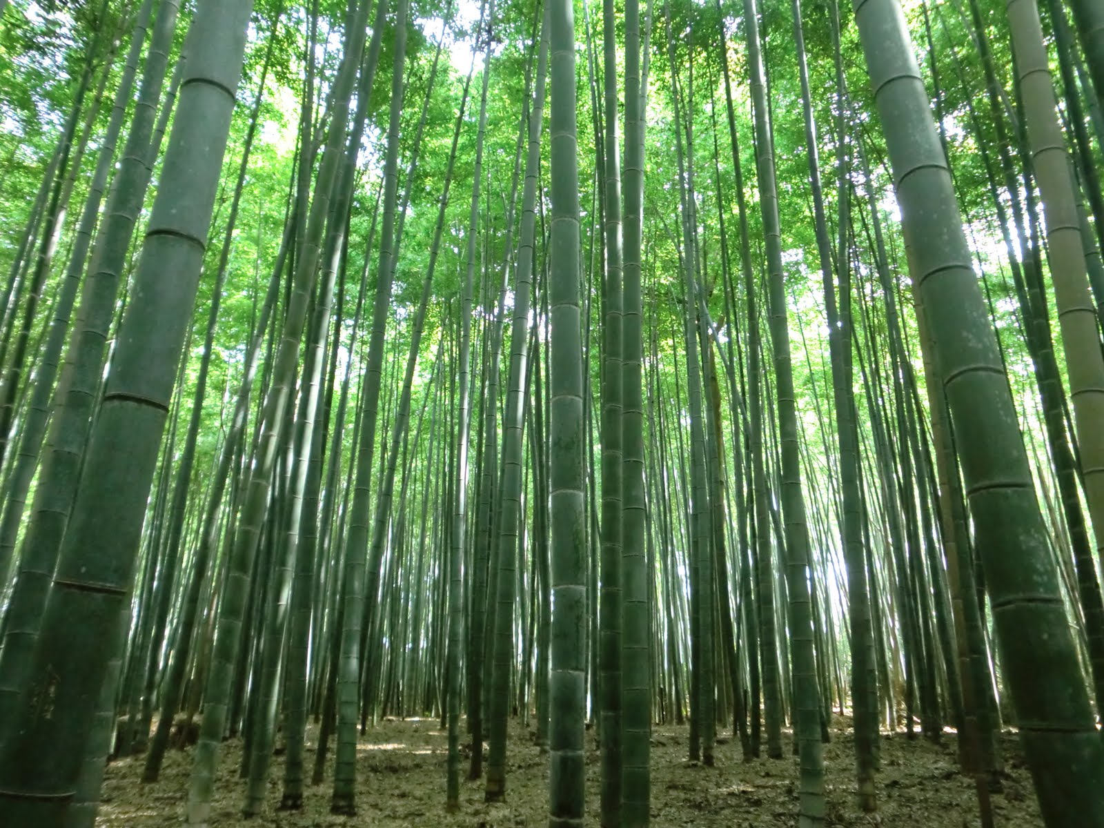 You are currently viewing Arashiyama Bamboo Grove in Kyoto, Japan