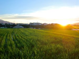 Read more about the article Rice Fields (田んぼ) in Japan