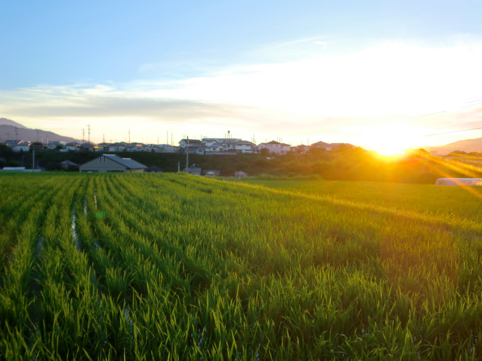 You are currently viewing Rice Fields (田んぼ) in Japan