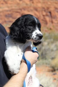 Read more about the article Snow Canyon with Blue Dog in St. George, Utah