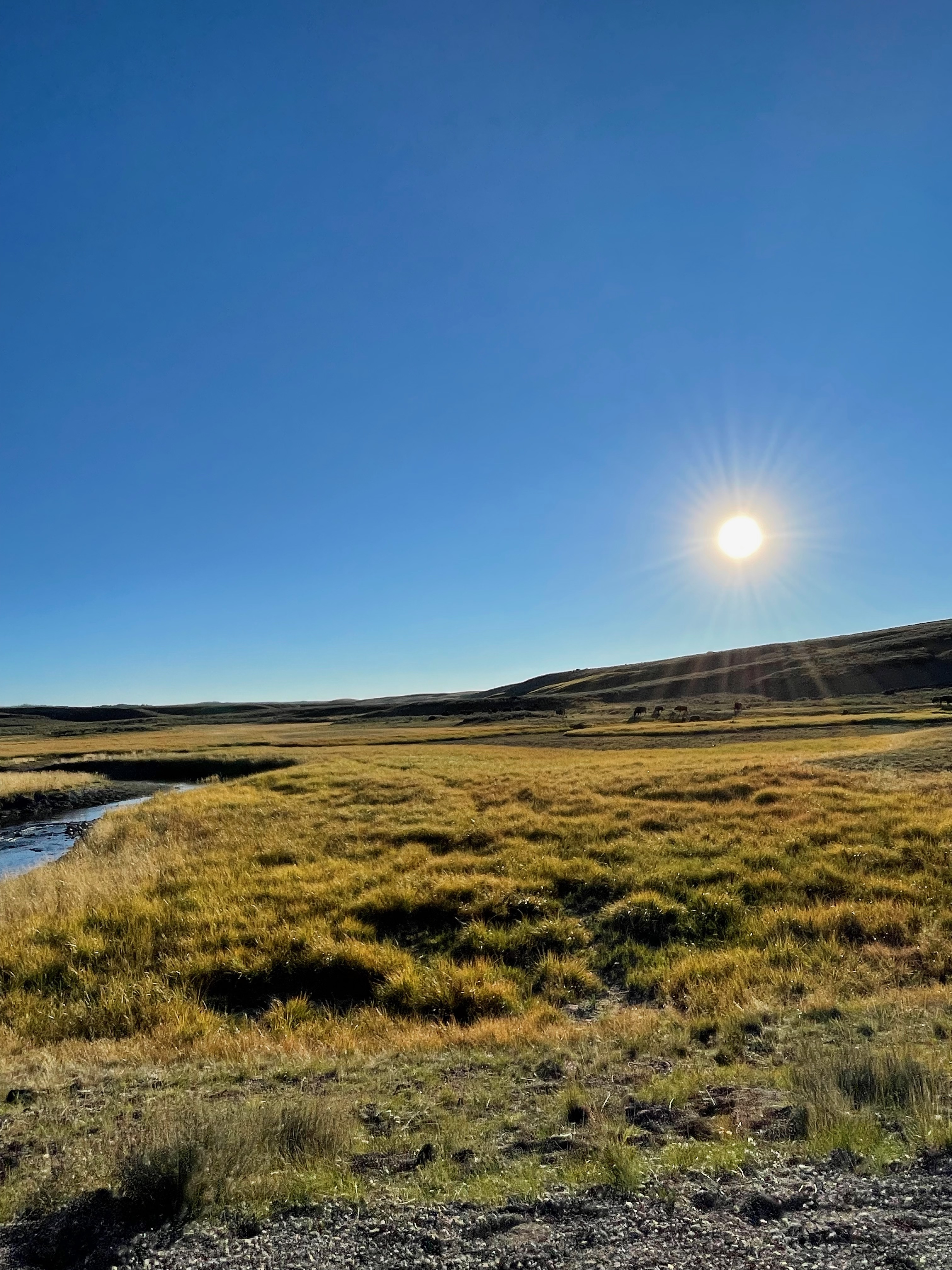 Read more about the article Yellowstone National Park for Labor Day