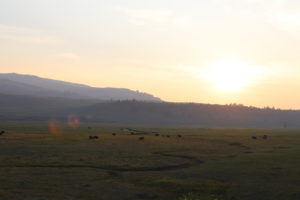 Read more about the article 21 Things To Do in Yellowstone National Park