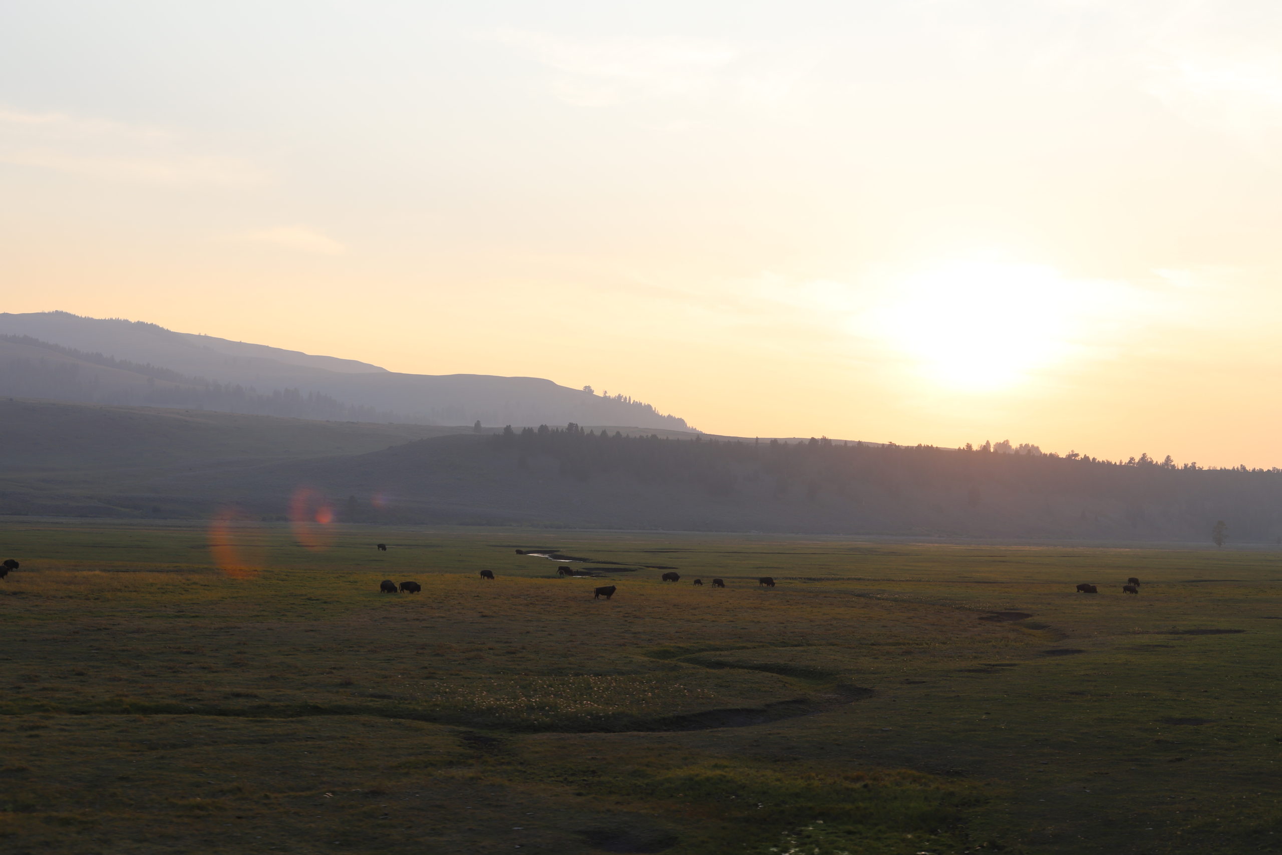 Read more about the article 21 Things To Do in Yellowstone National Park