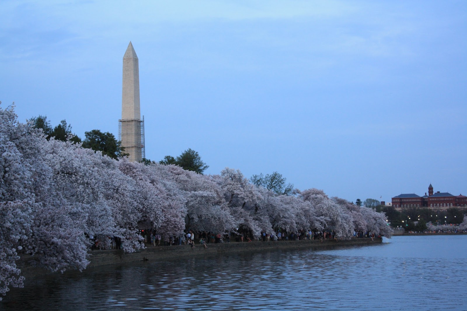 When Is Cherry Blossom Season In Dc 2025