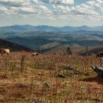 Hiking Mount Rogers, Virginia