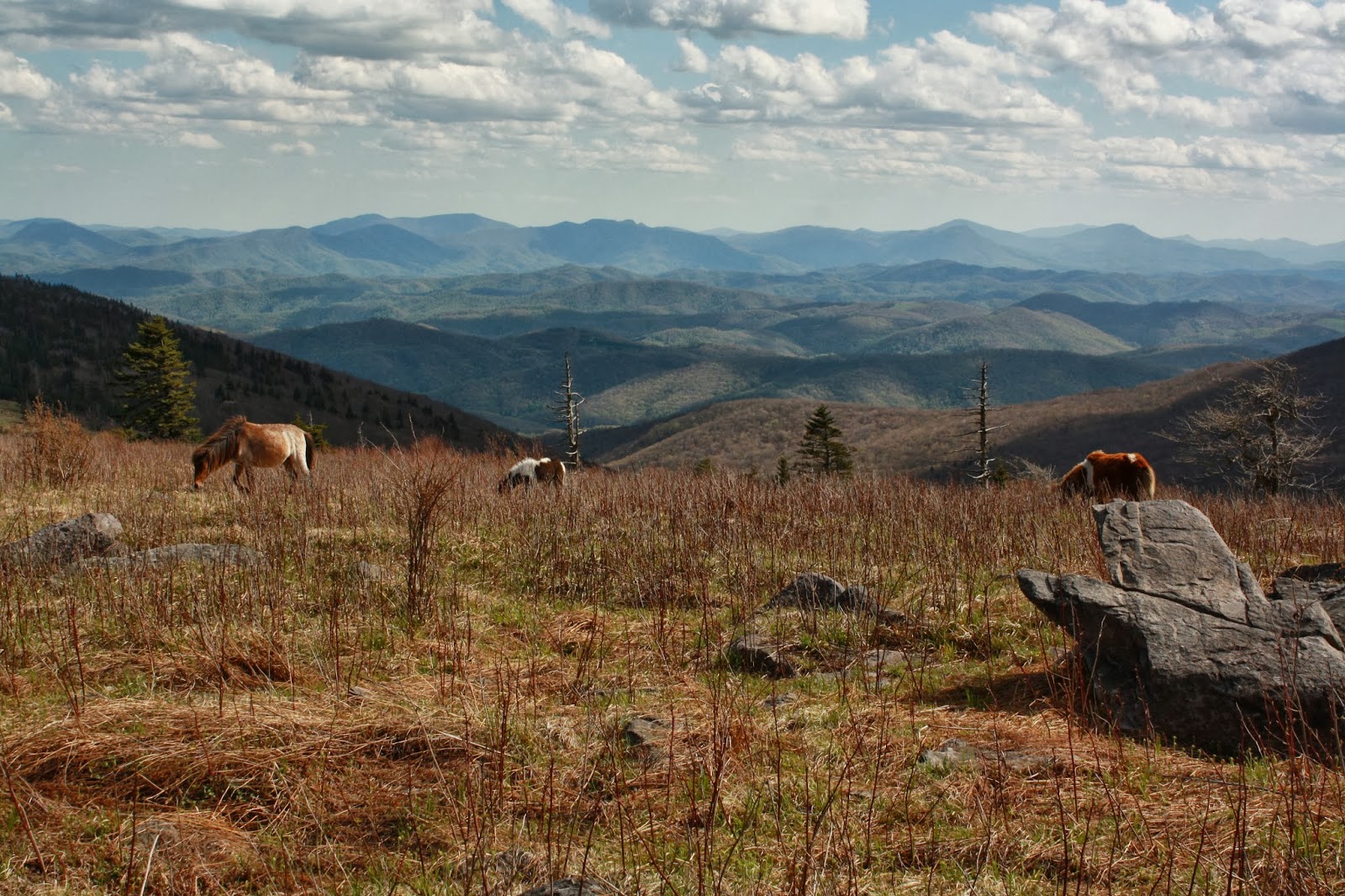 You are currently viewing Hiking Mount Rogers, Virginia