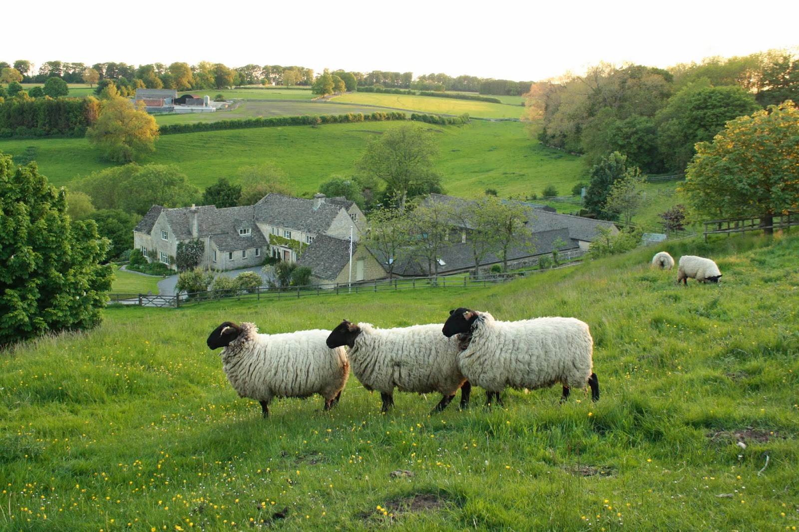 You are currently viewing Guiting Wood in the Cotswolds