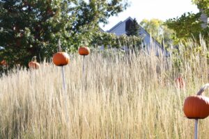 Read more about the article University of Minnesota Landscape Arboretum