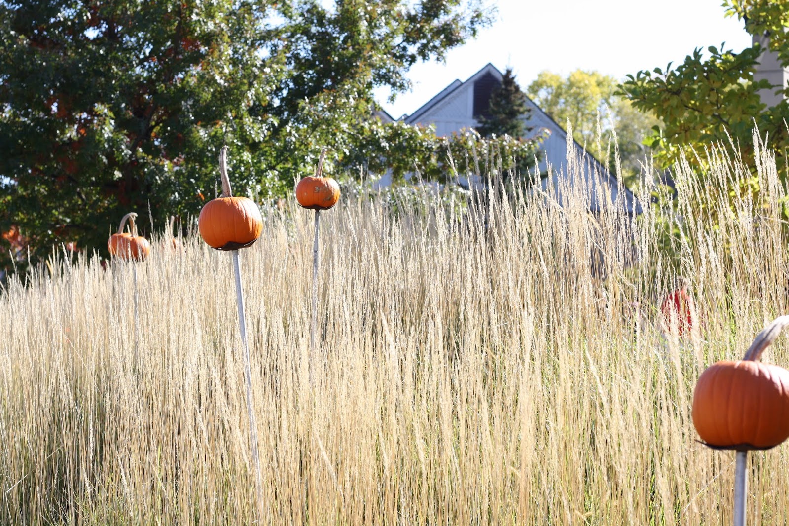 Read more about the article University of Minnesota Landscape Arboretum