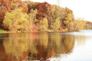 Read more about the article Autumn Leaves at Powers Lake
