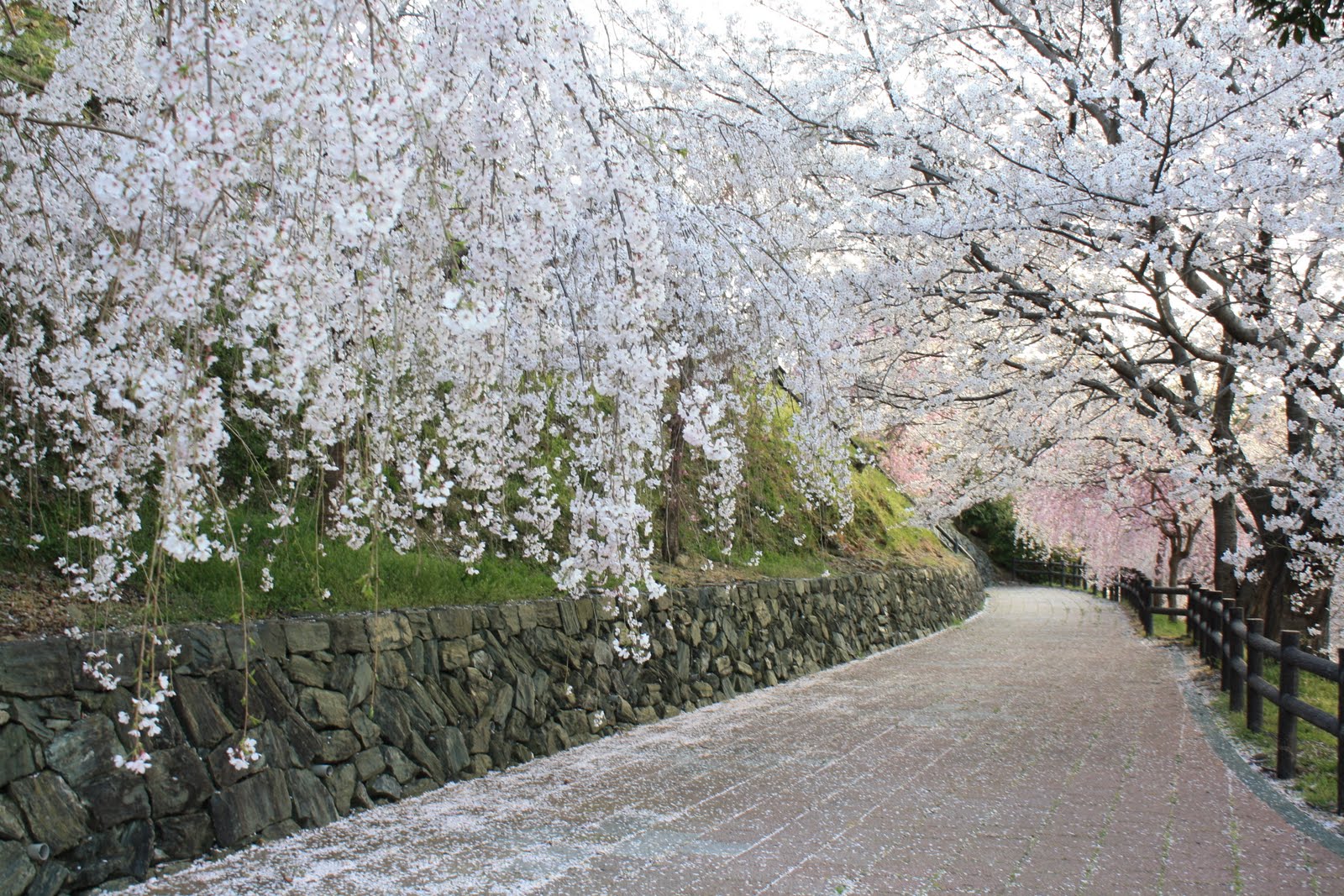 Read more about the article Sakura at Kamojima Park, Japan