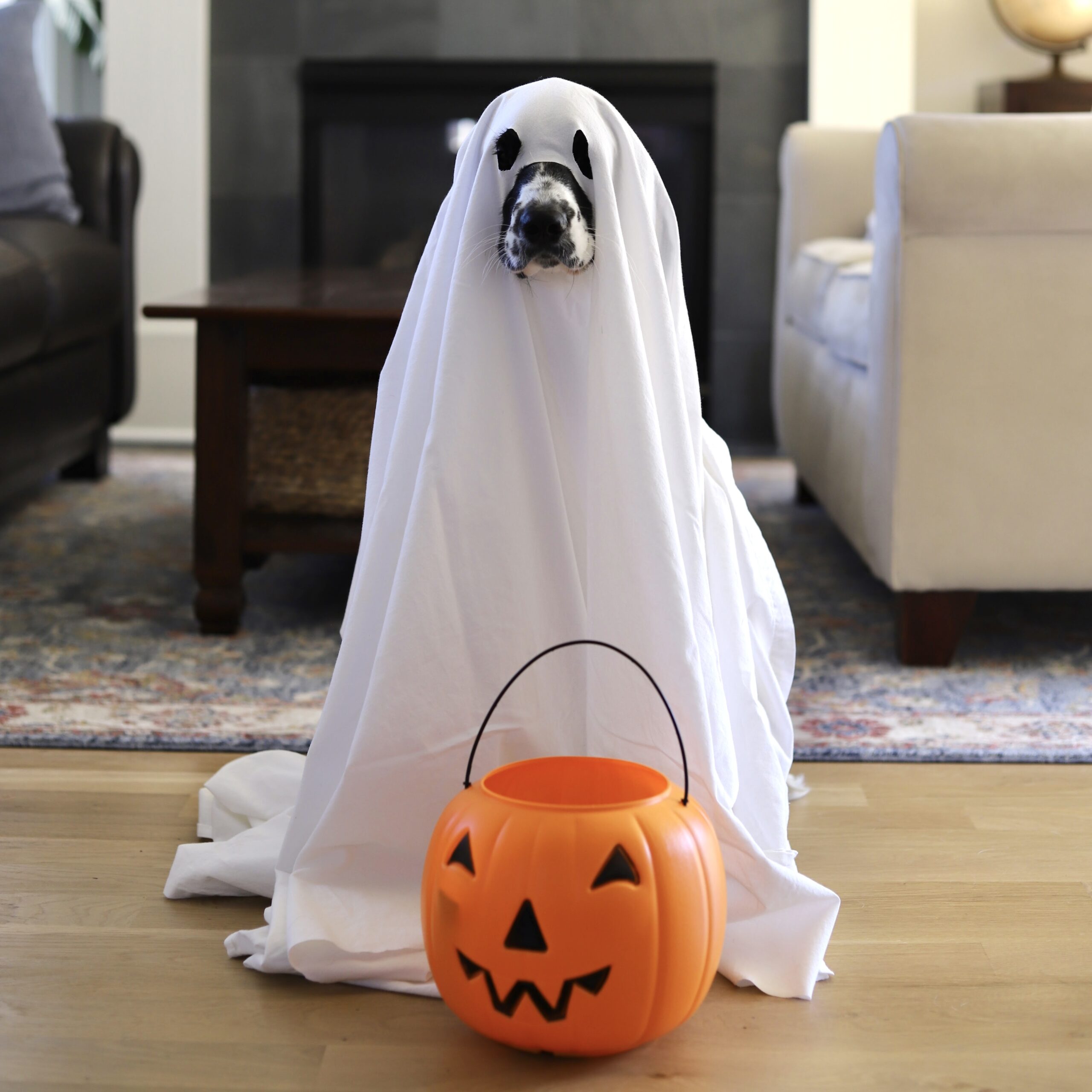 Read more about the article Family Halloween Costume Ideas