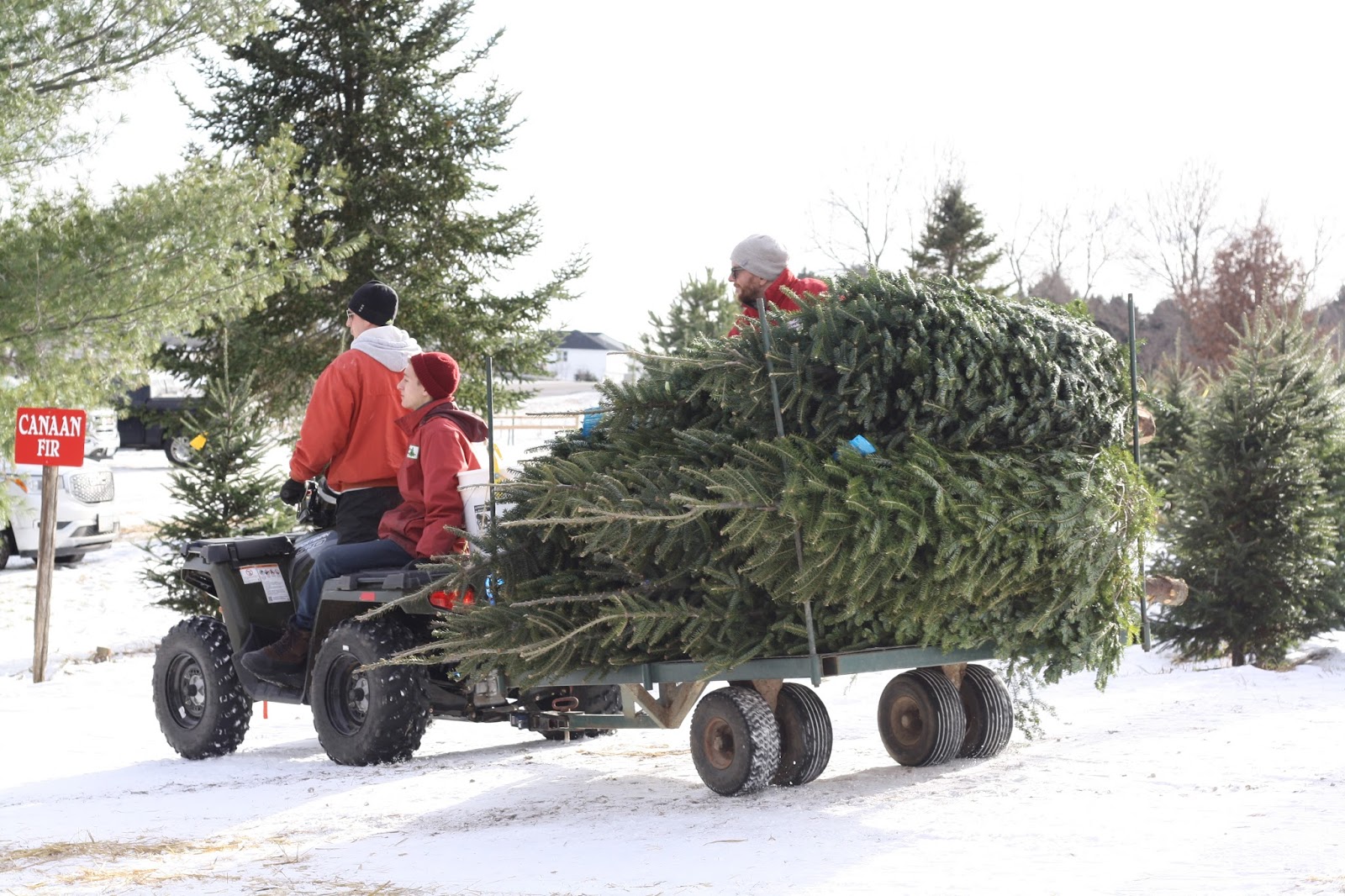 Krueger's Christmas Tree Farm in Lake Elmo, Minnesota | CVGO