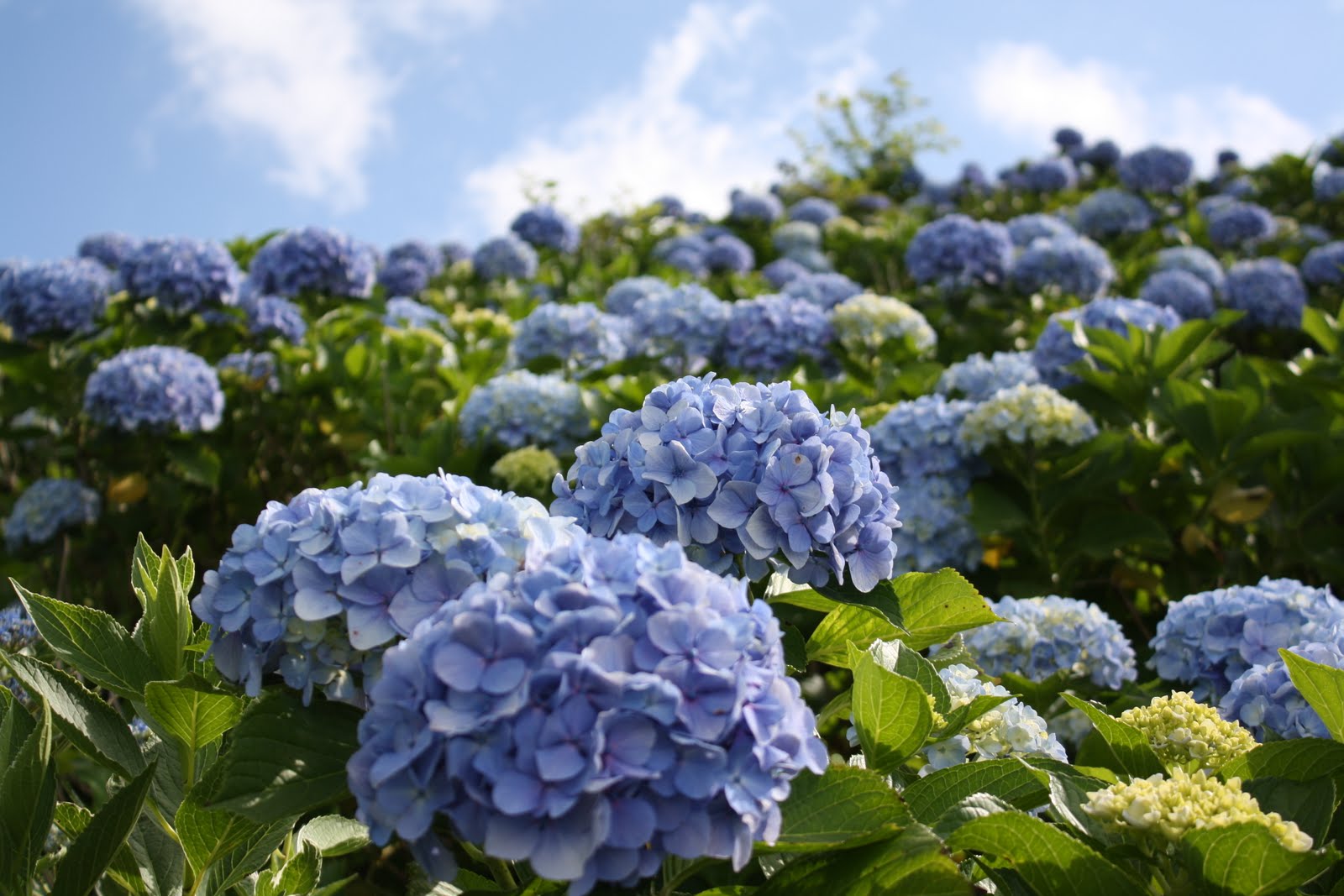 You are currently viewing Hydrangea Fields in Japan