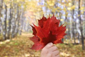 Read more about the article Hiking Minnesota: Fall Colors on the Superior Hiking Trail