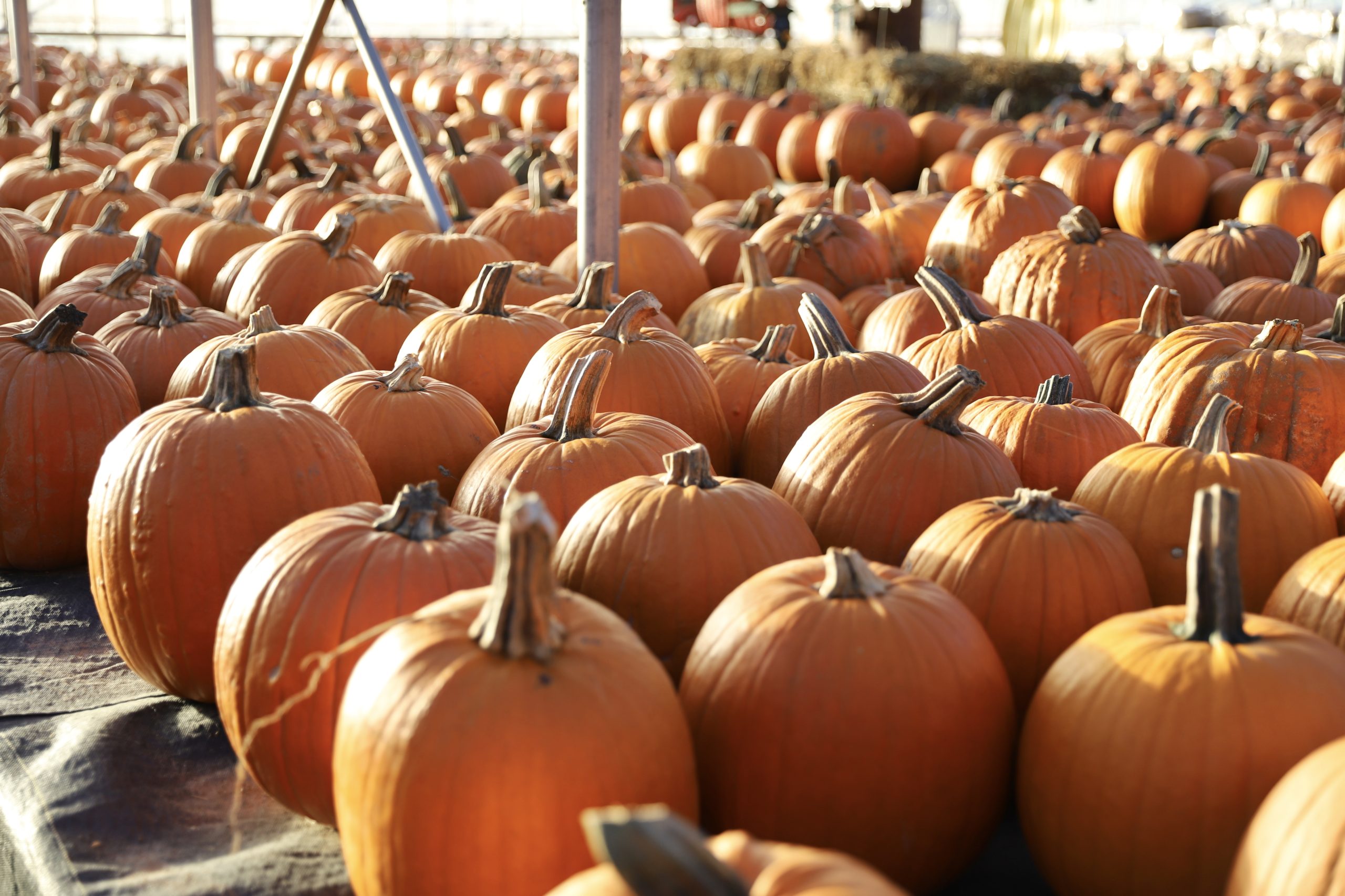 Read more about the article Pumpkins, Corn Pits & Fall Activities in Stillwater, Minnesota