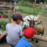 Summer in England: Bath City Farm