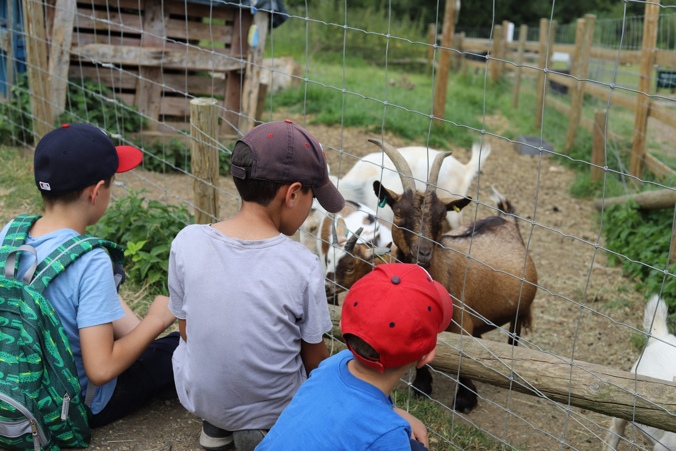 You are currently viewing Summer in England: Bath City Farm