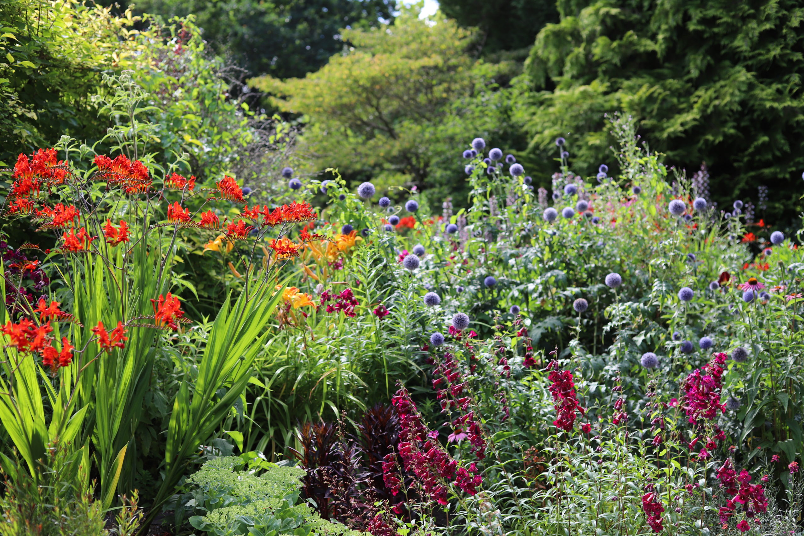 You are currently viewing Summer in England: The Botanical Gardens at Royal Victoria Park, Bath