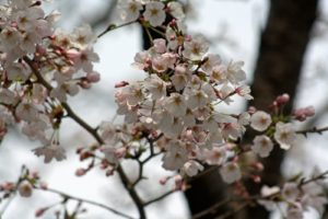 Read more about the article Cherry Blossoms in Kawashima, Japan