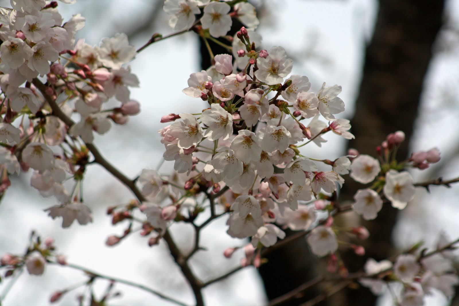 You are currently viewing Cherry Blossoms in Kawashima, Japan