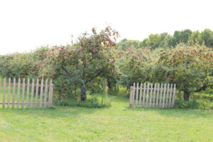 Read more about the article Fireside Orchard & Gardens in Northfield, Minnesota