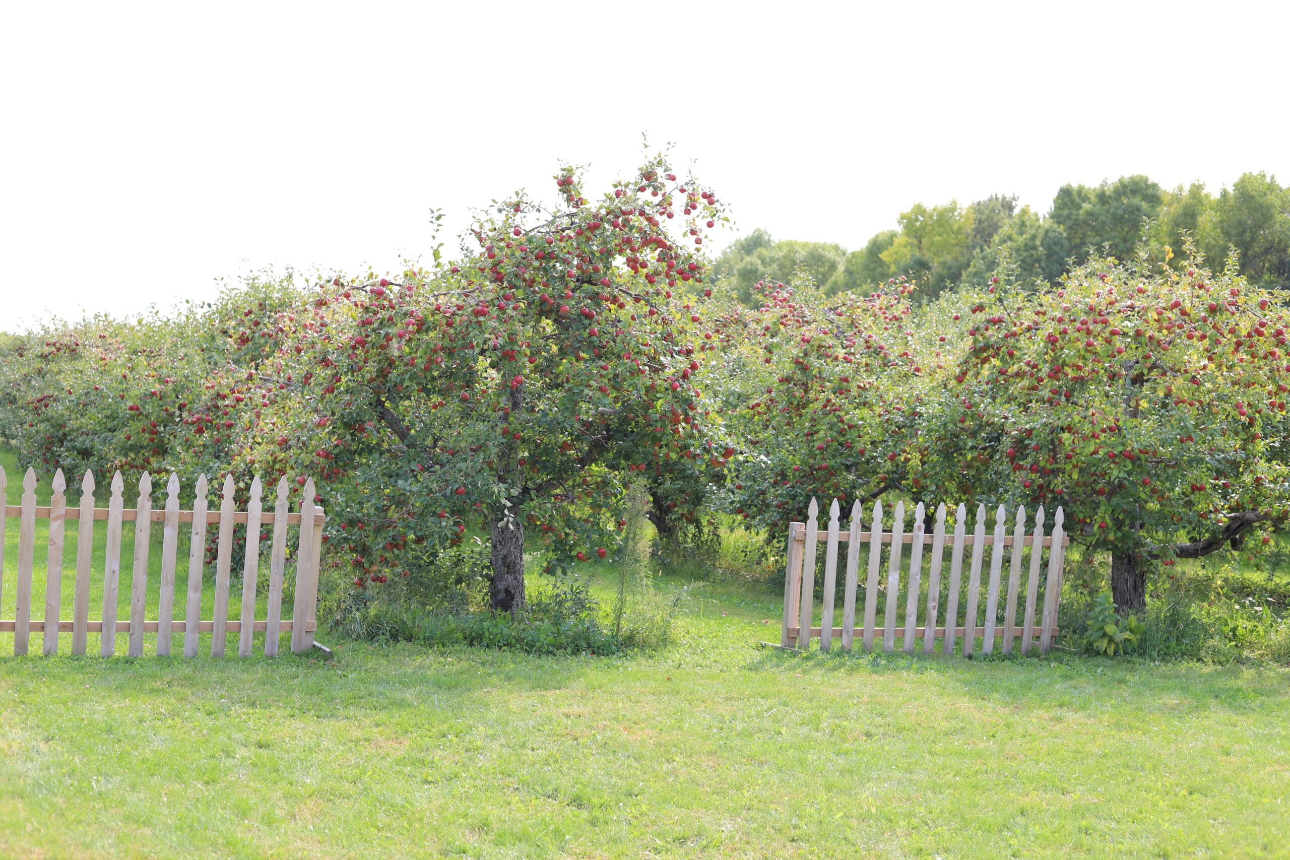 You are currently viewing Fireside Orchard & Gardens in Northfield, Minnesota