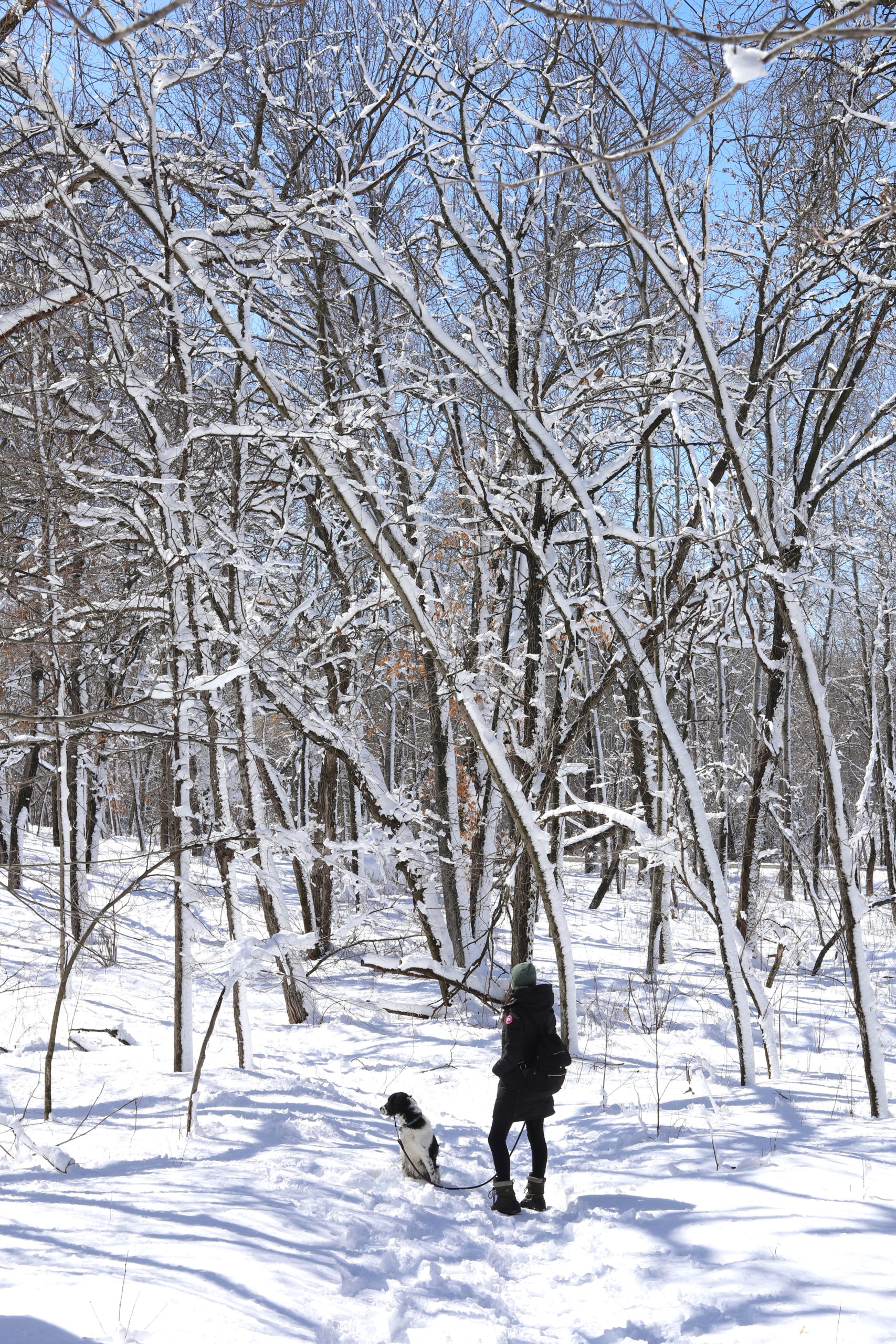 Read more about the article Hiking Minnesota: Arcola High Bridge on the St Croix River