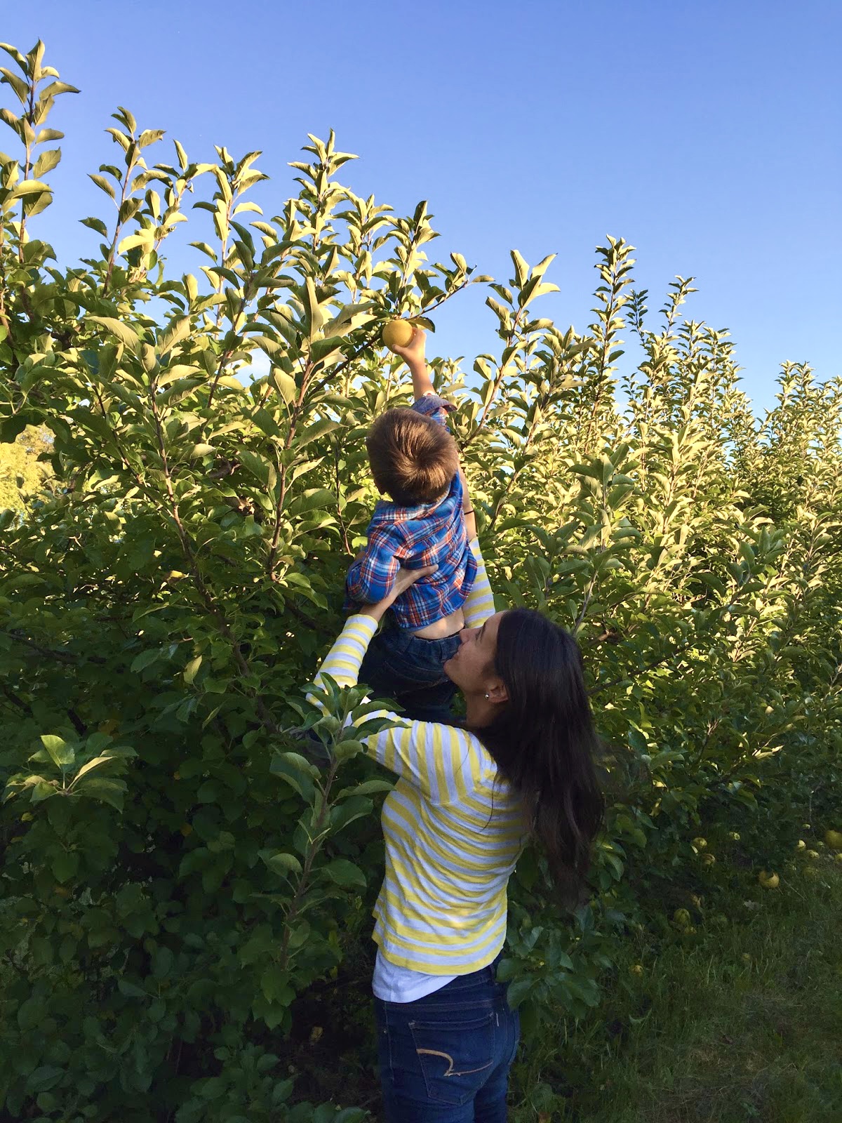 Read more about the article Apple Picking at the Orchard in Stillwater, Minnesota