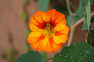 Read more about the article Botanical Garden in San Miguel de Allende, Mexico